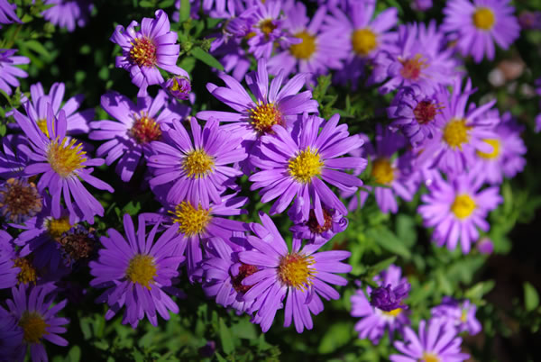 Aster nova-belgii Royal Opal